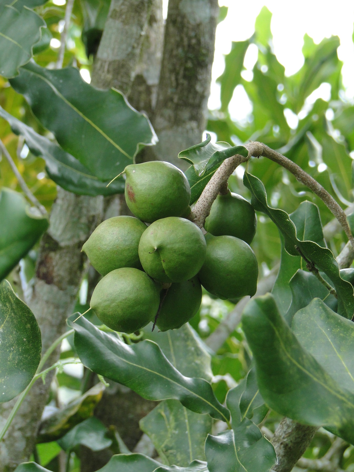 Makadamiapähkinä/macadamiapähkinä eli australianpähkinä